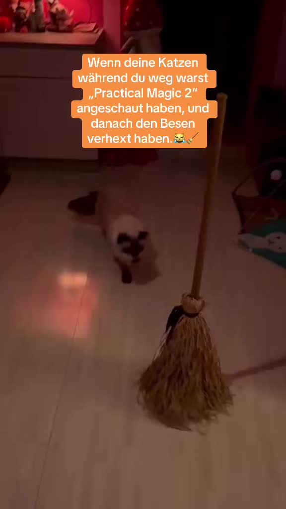 @Fellbande😻 🐾& Dosi Ulrike😽