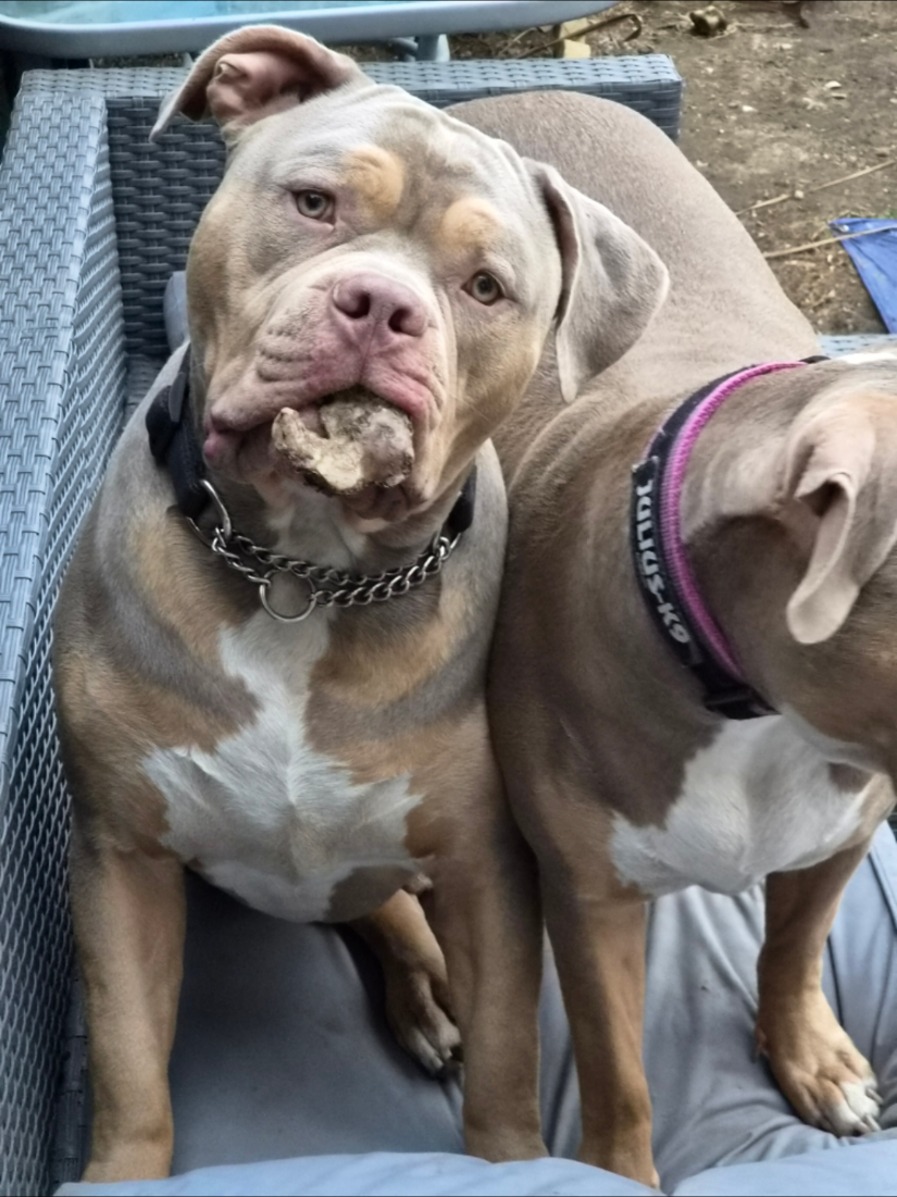 @Kyza And Ellie Bully Dogs 🐾🐾