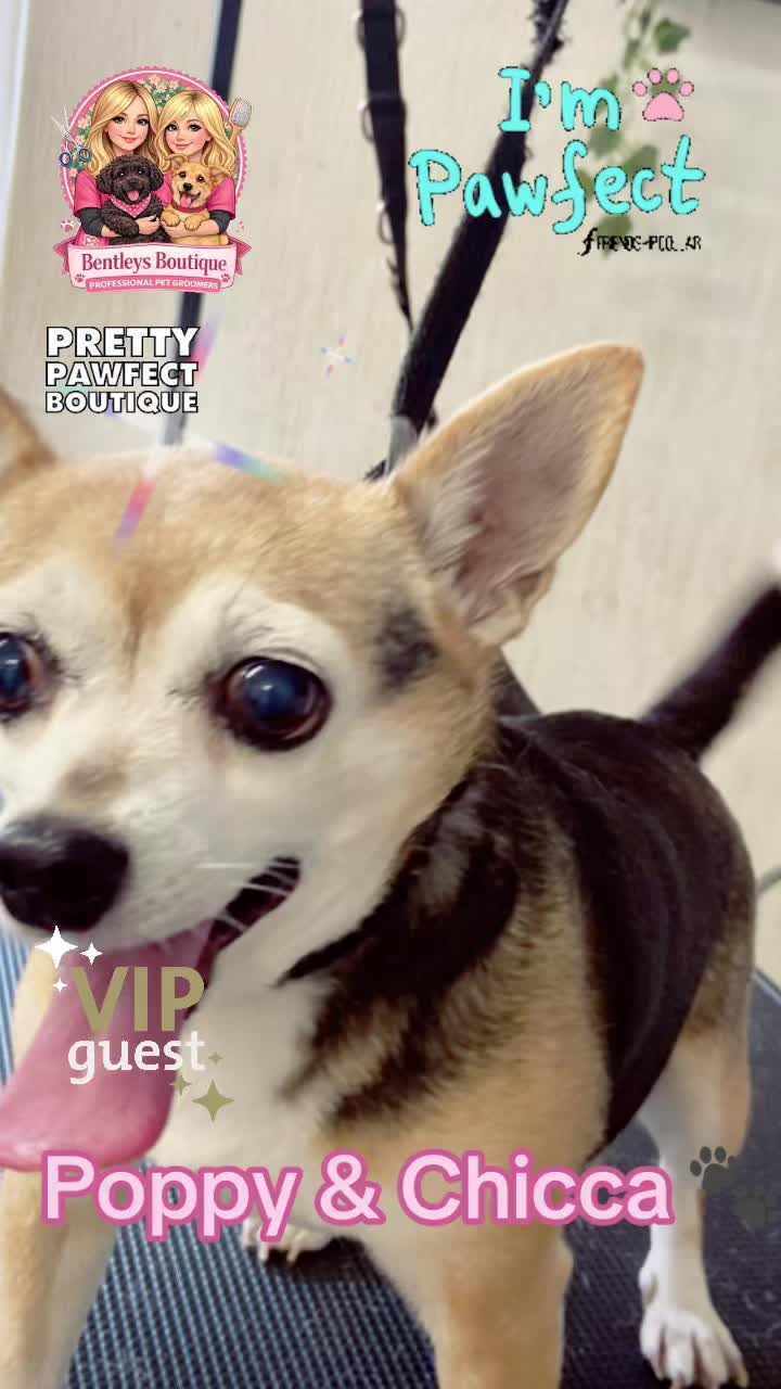 @Bentleys Boutique Pet Groomers