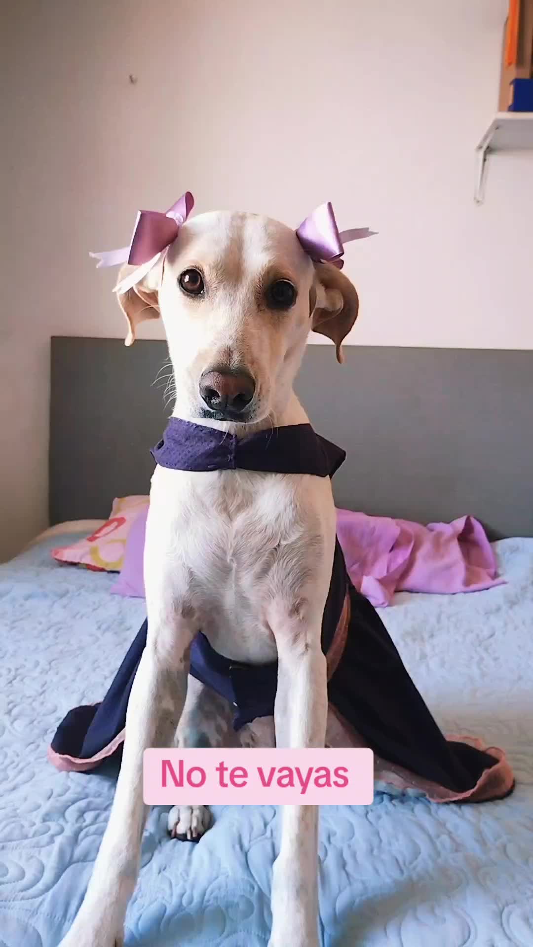 @winnie ❤🦮