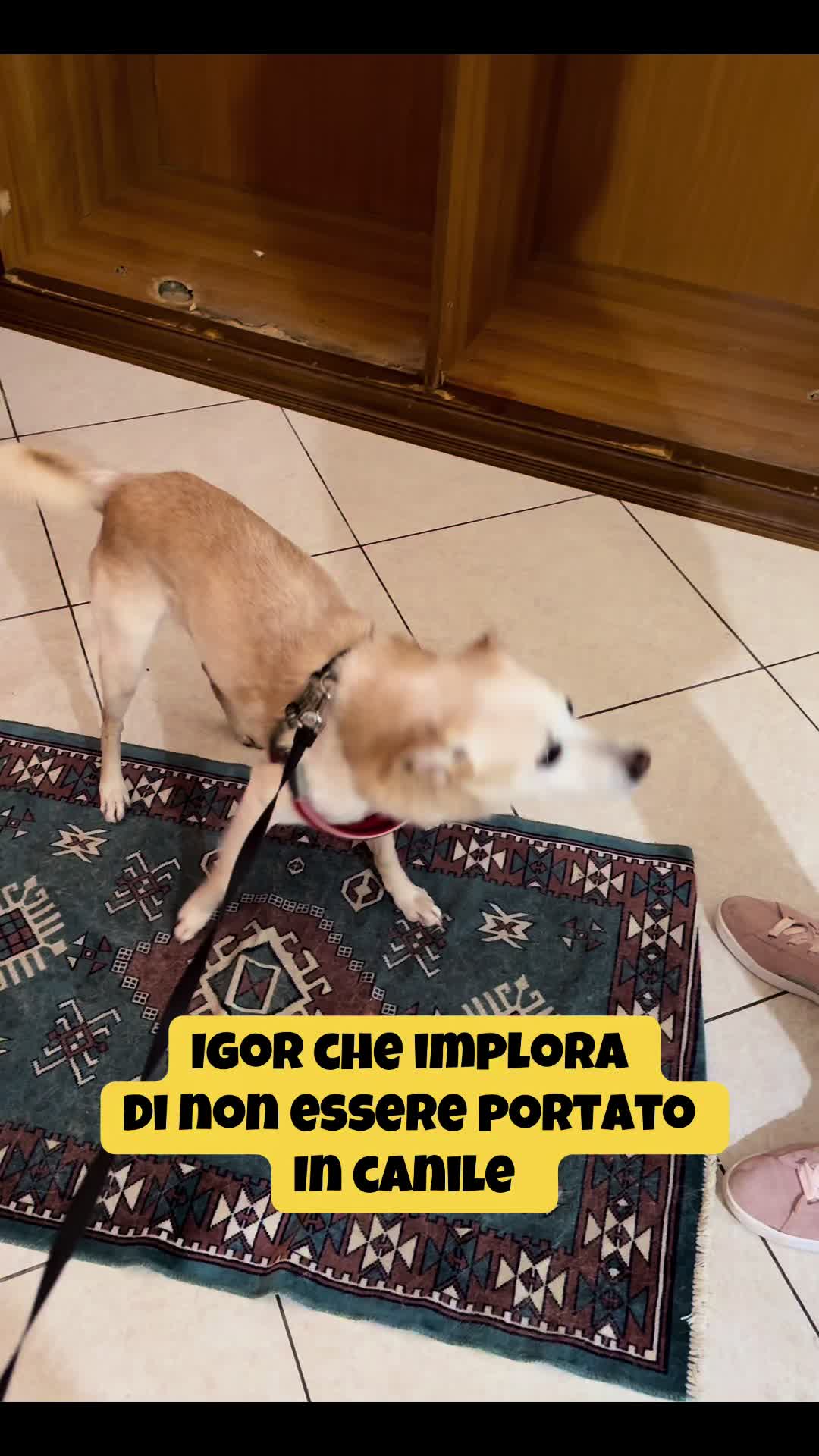 @Solo per amor loro 🐾🐾🐾🐾