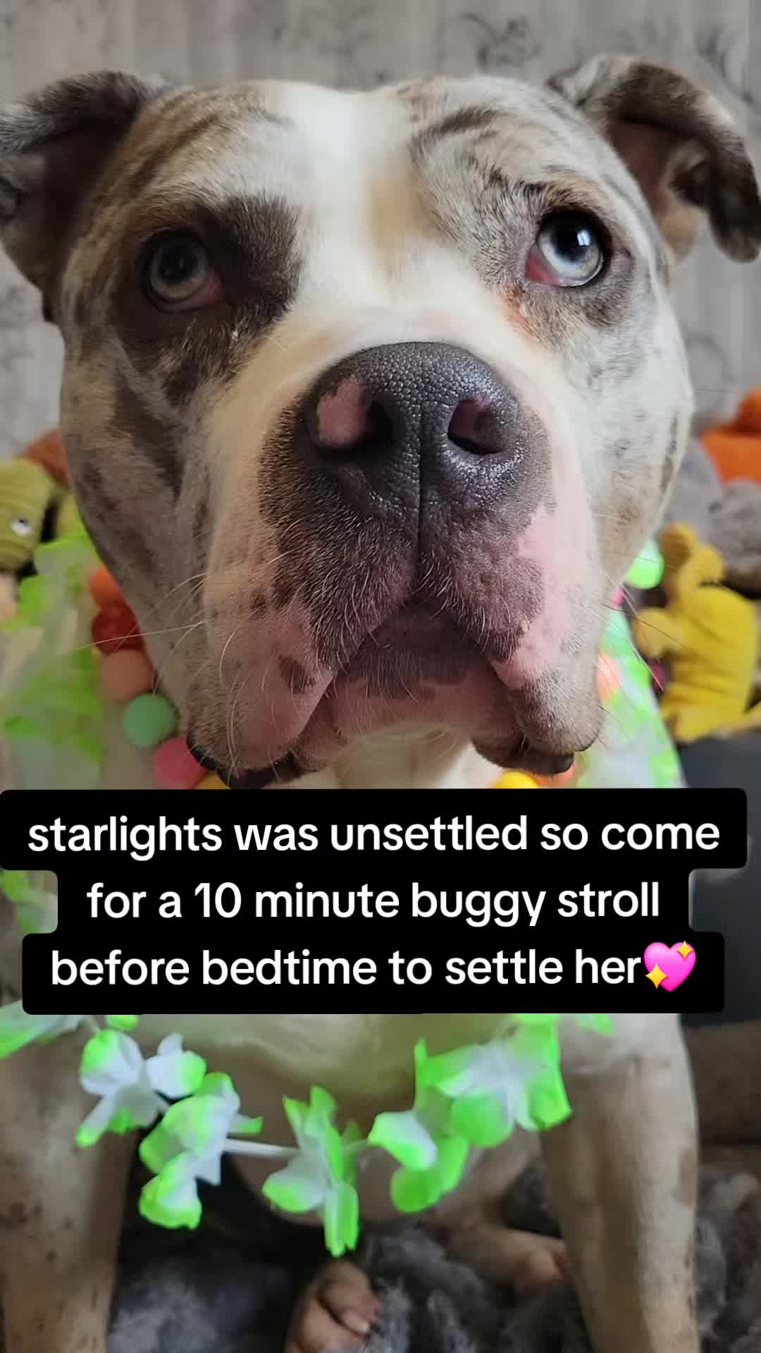 @kirsty+starlight the xl bully