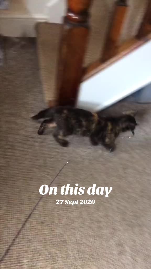 @Awesomepawsome2017