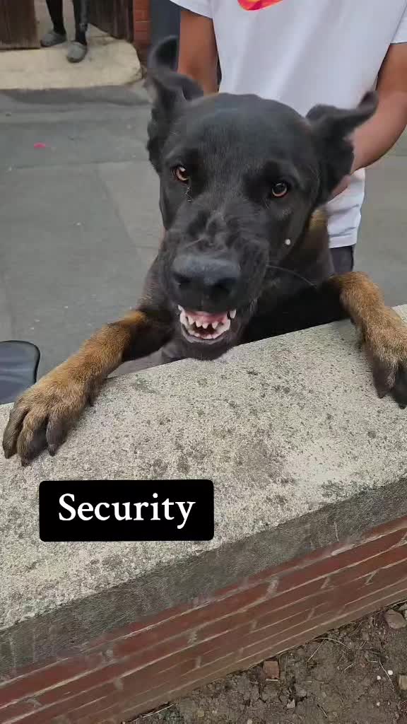 @K9Malinois