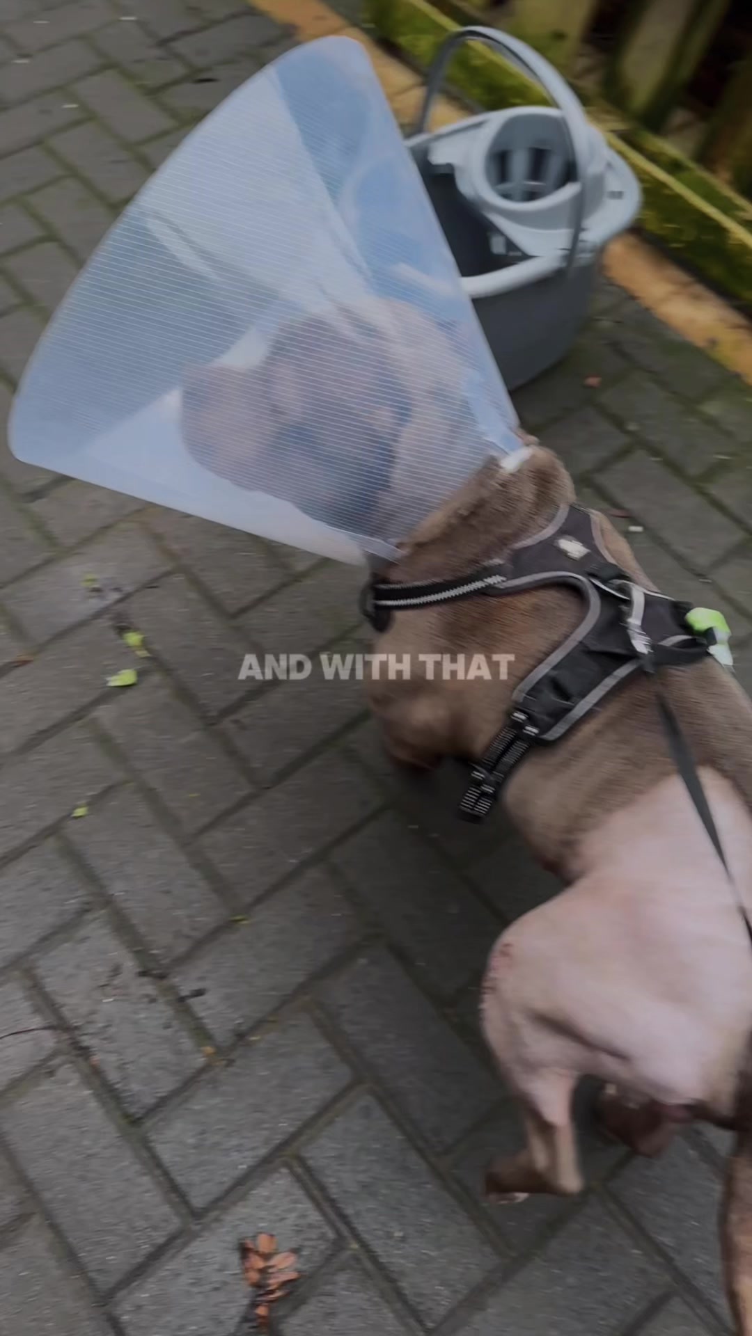 @jaegerstaffy