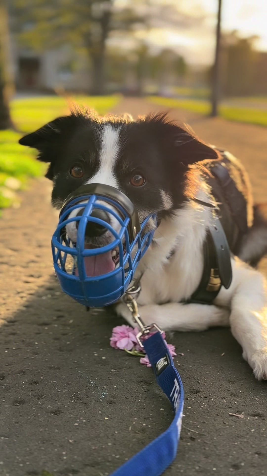 @themworkingdogs🏴