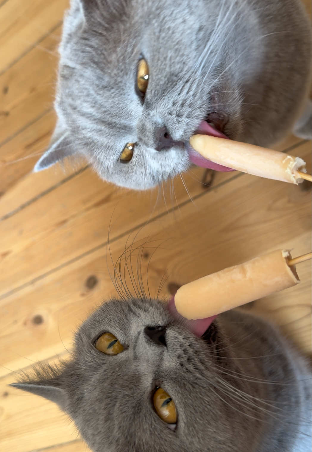 @Purrpawspals โจ