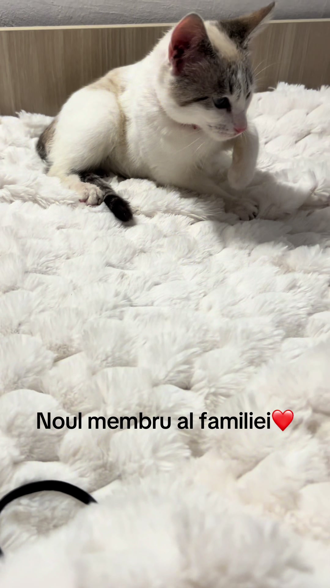 @❤️ 𝓛𝓸𝓻𝓮❤️