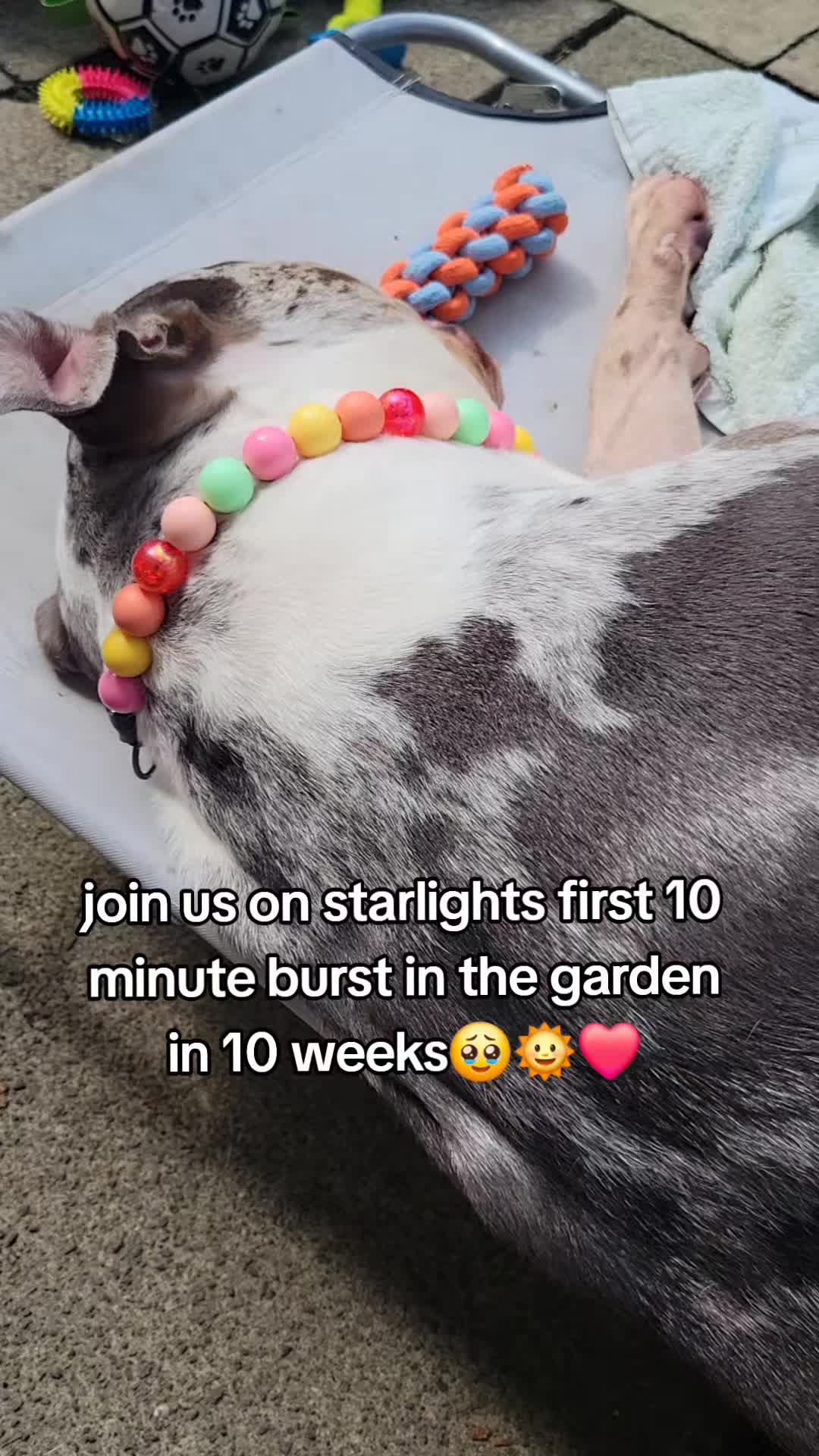 @kirsty+starlight the xl bully