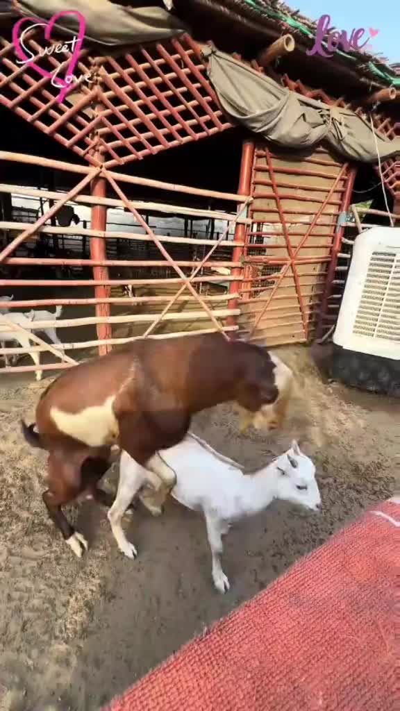 @animallifevideo