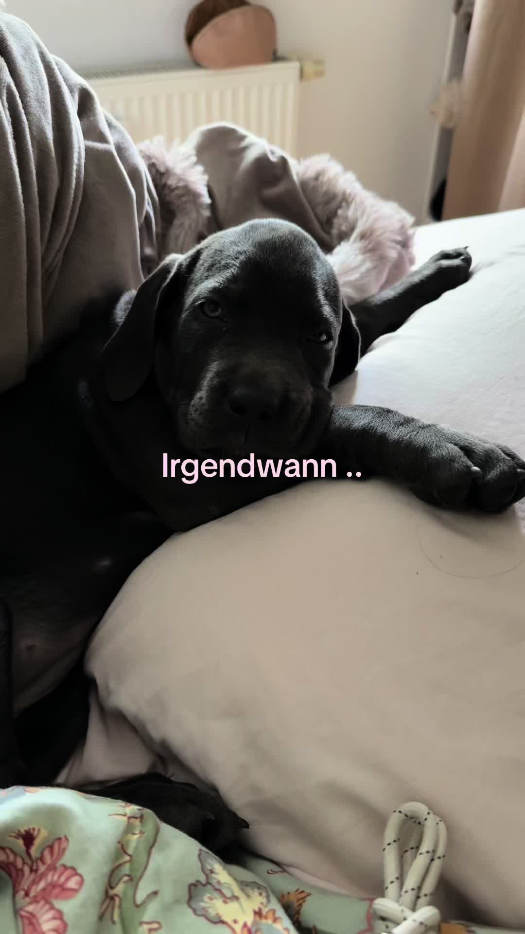 @Cane Corso Ayra 🐾