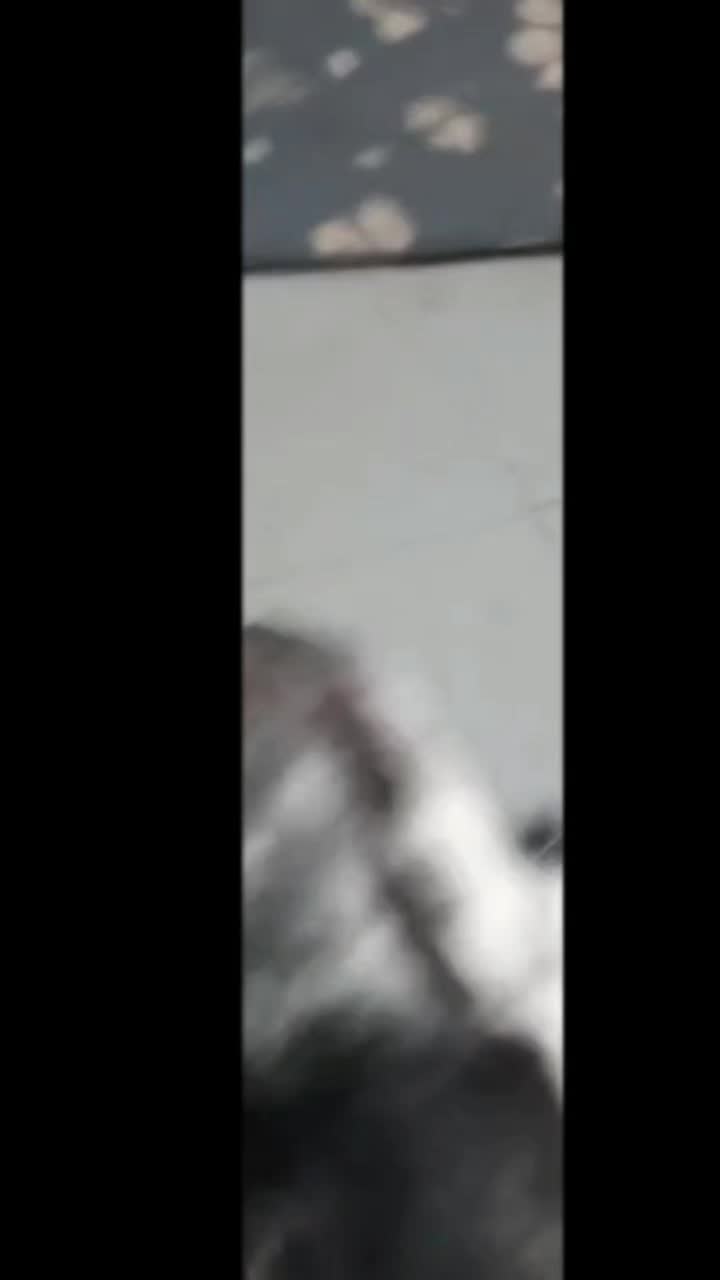 @BordercolliesAnonymous