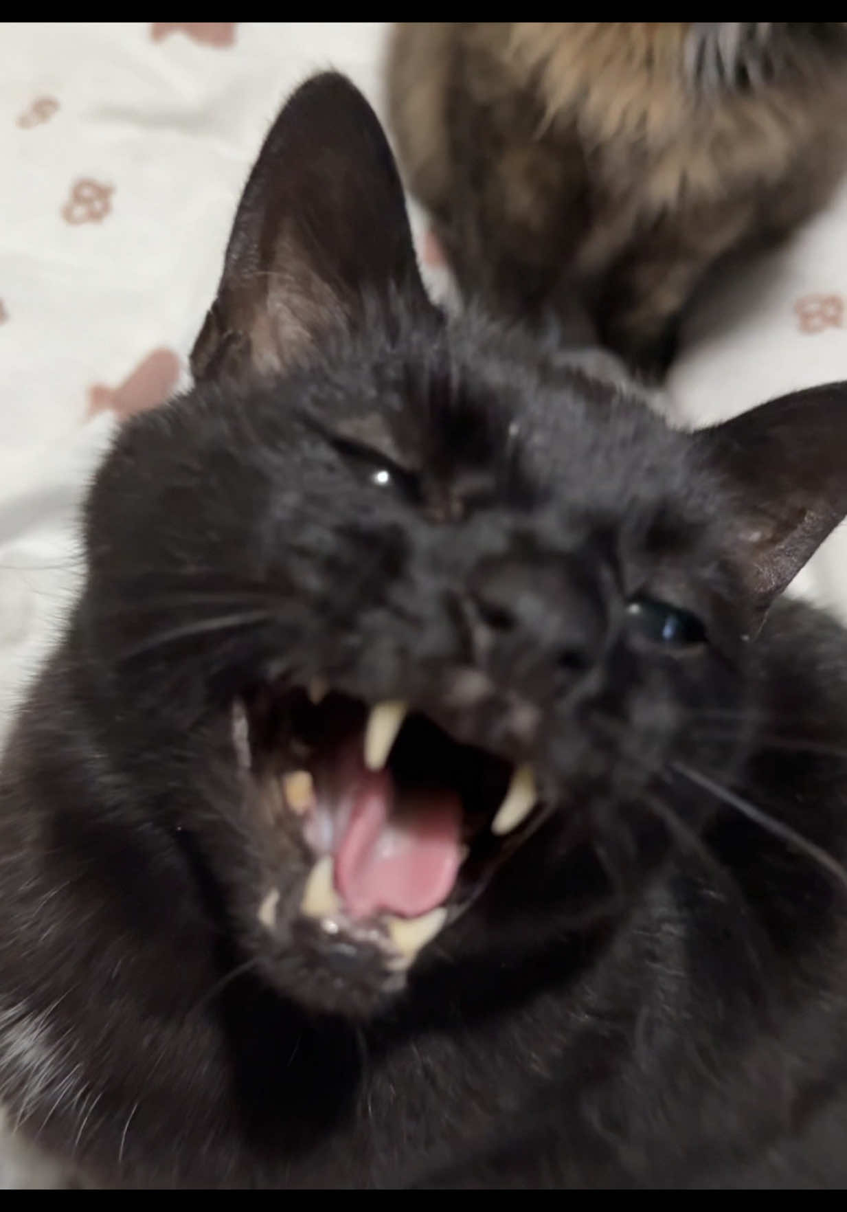 @Teefie_tribe 🐈⬛🐈⬛🐈🦷🦷