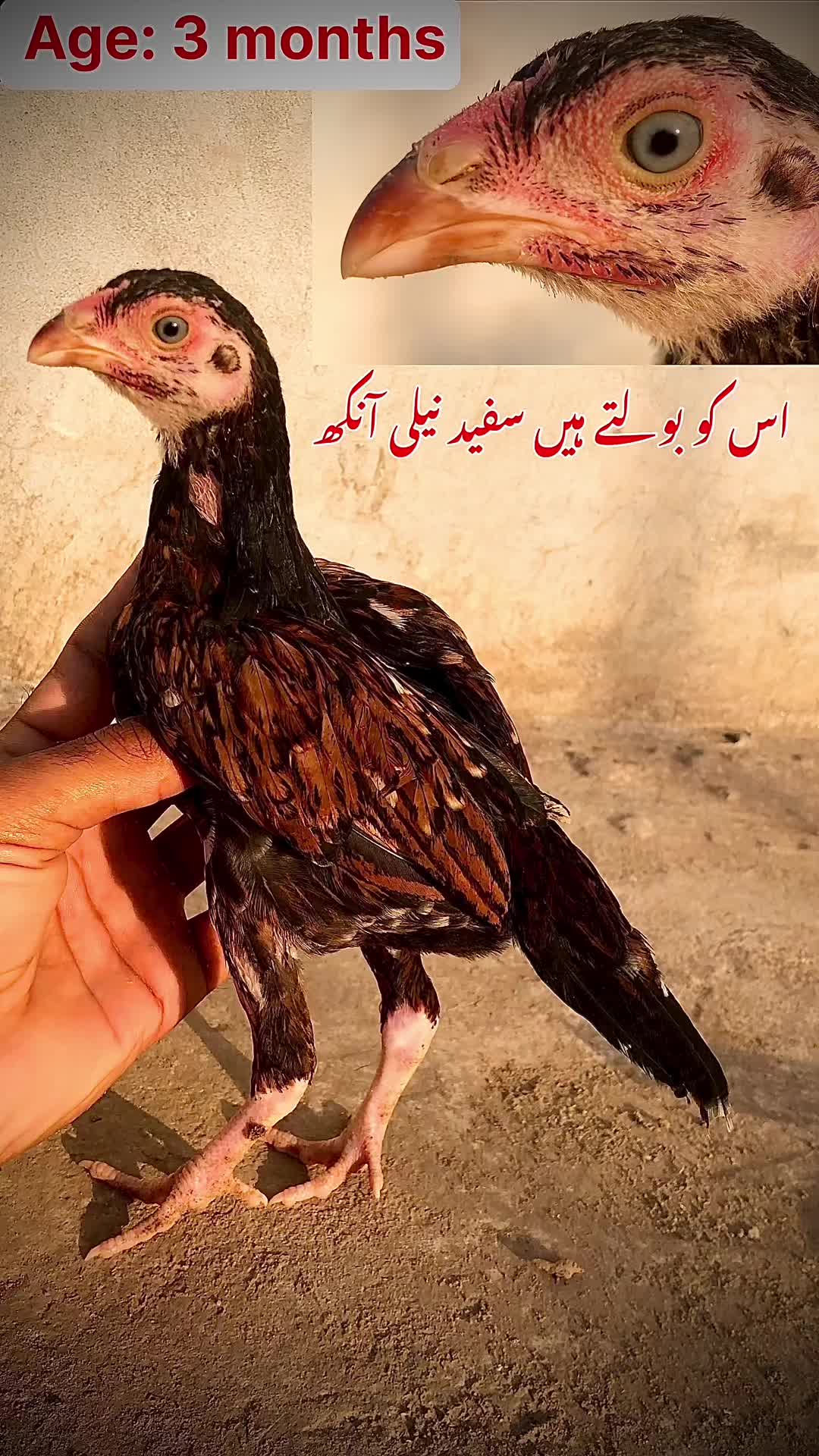 @Poultry Markaz