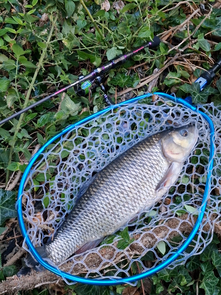 @BF Angler
