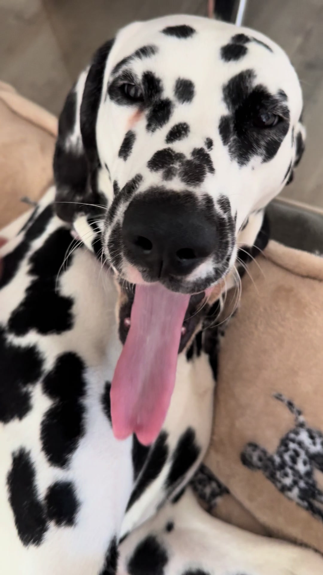 @Tommy & Babbles the Dalmatian