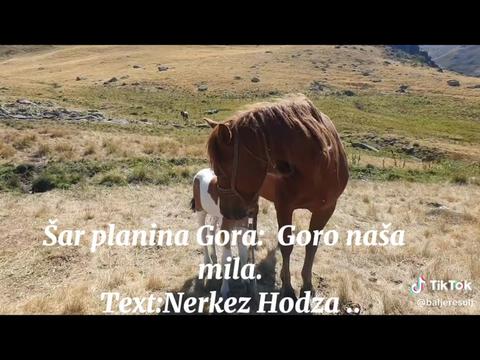 @Hodza Muho (Teferic)