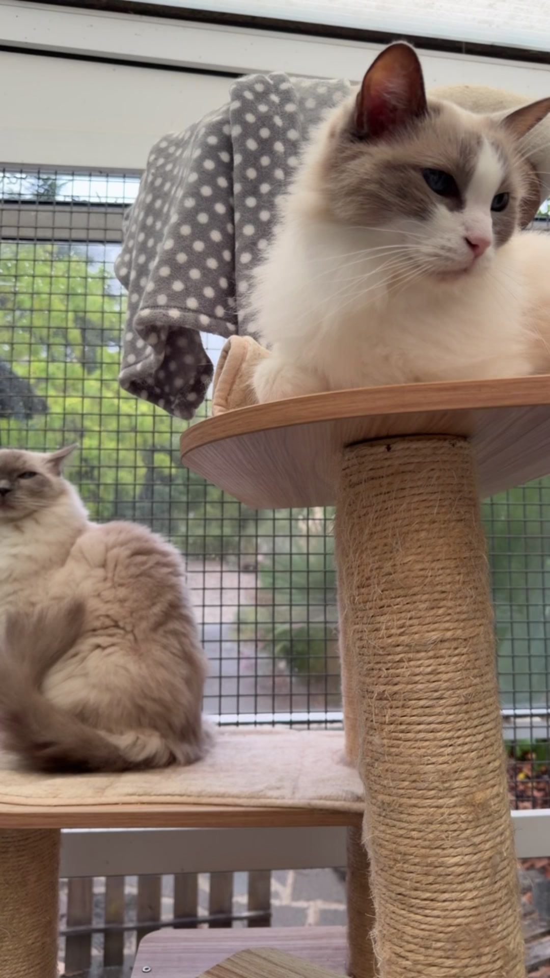 @Herongate Village Cattery