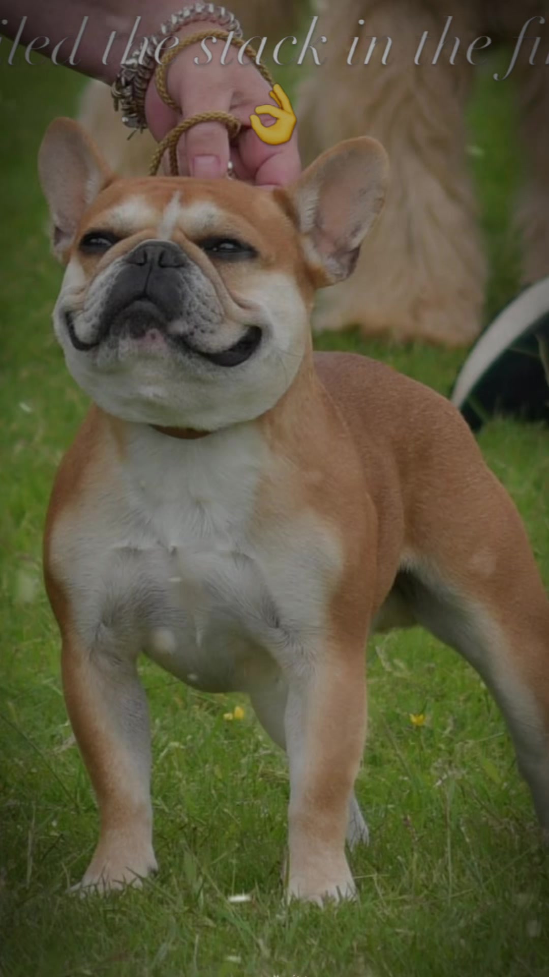 @perfectibull_uk