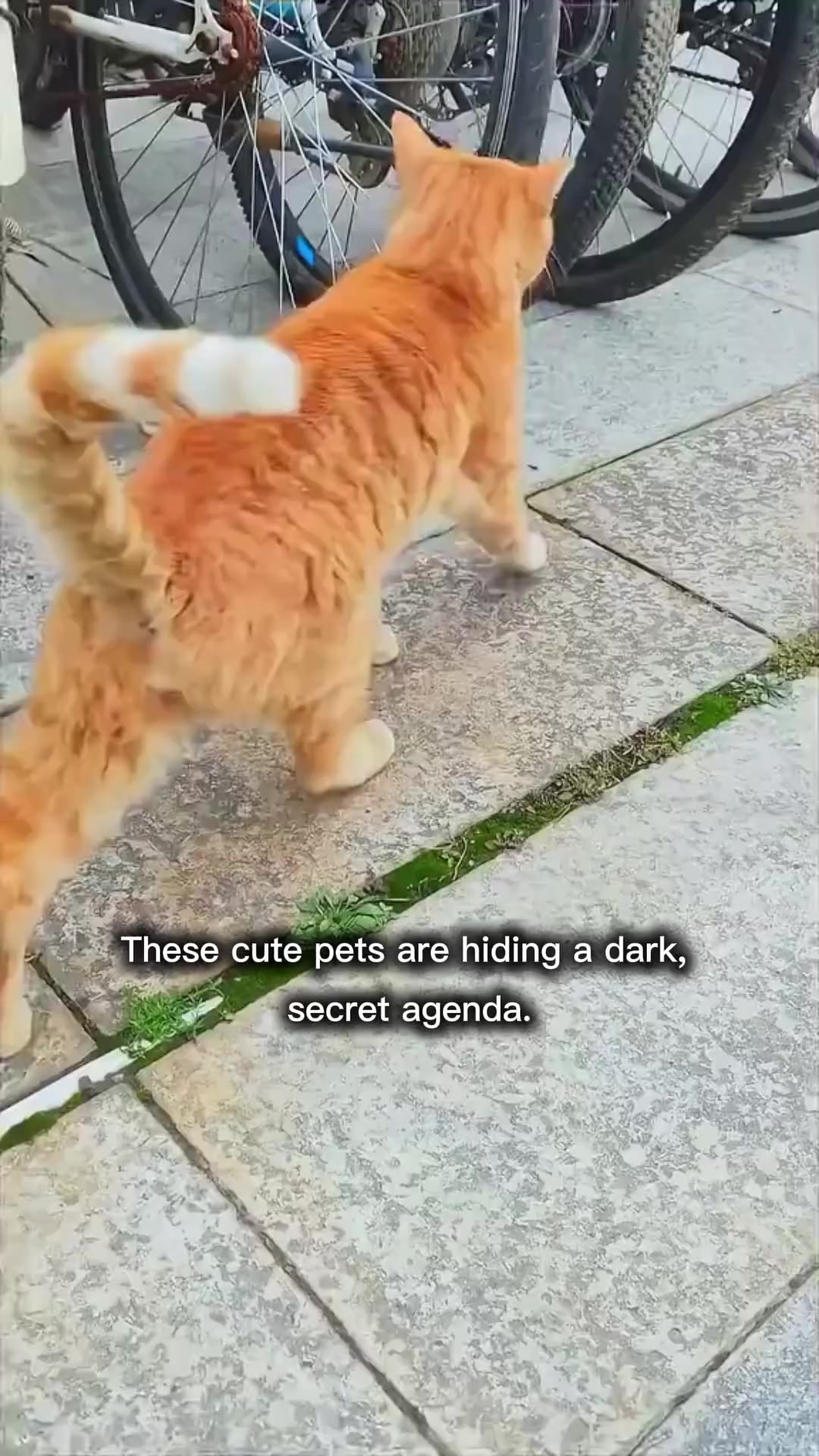 @Rescue Diaries 😻