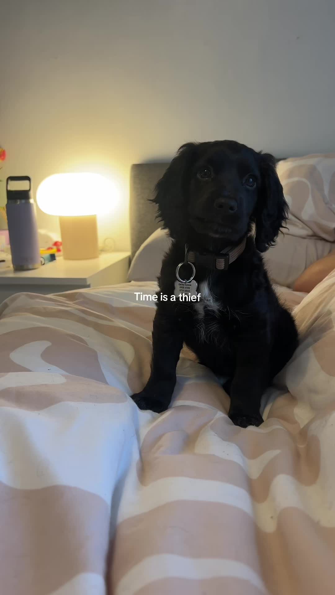 @maggie.moo.cocker