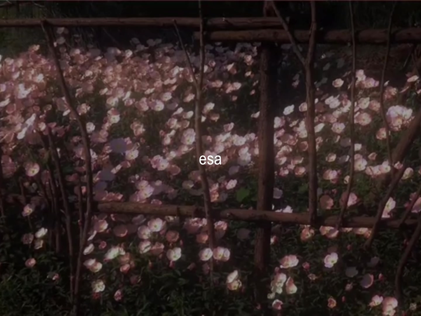 @ʟᴏꜰɪ ᴅʀᴇᴀᴍꜱ