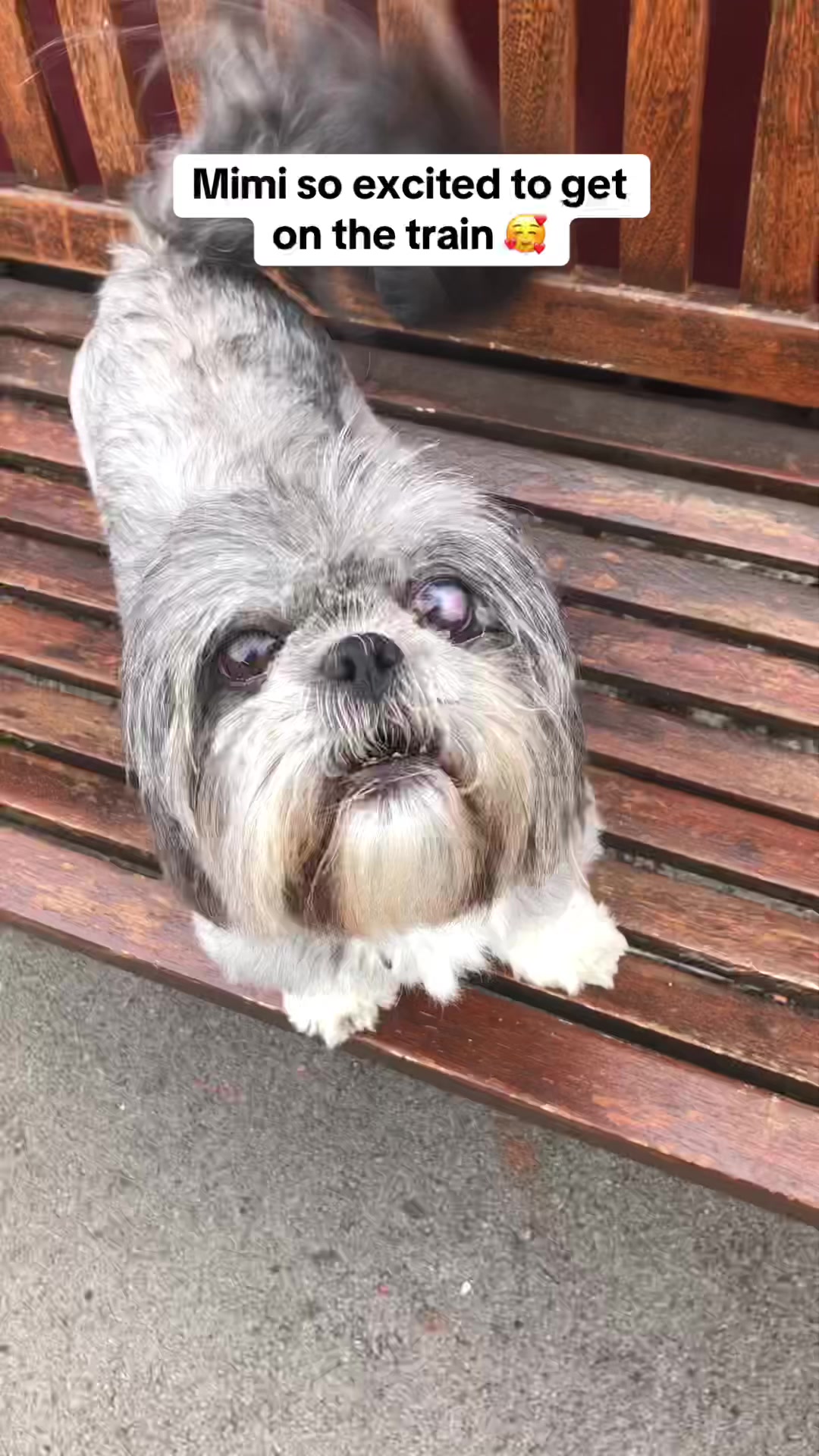 @Mimi the Shihtzu