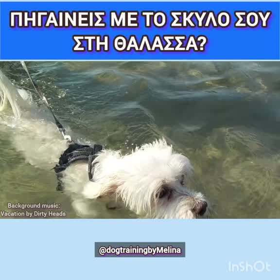 @dogtrainingbymelina