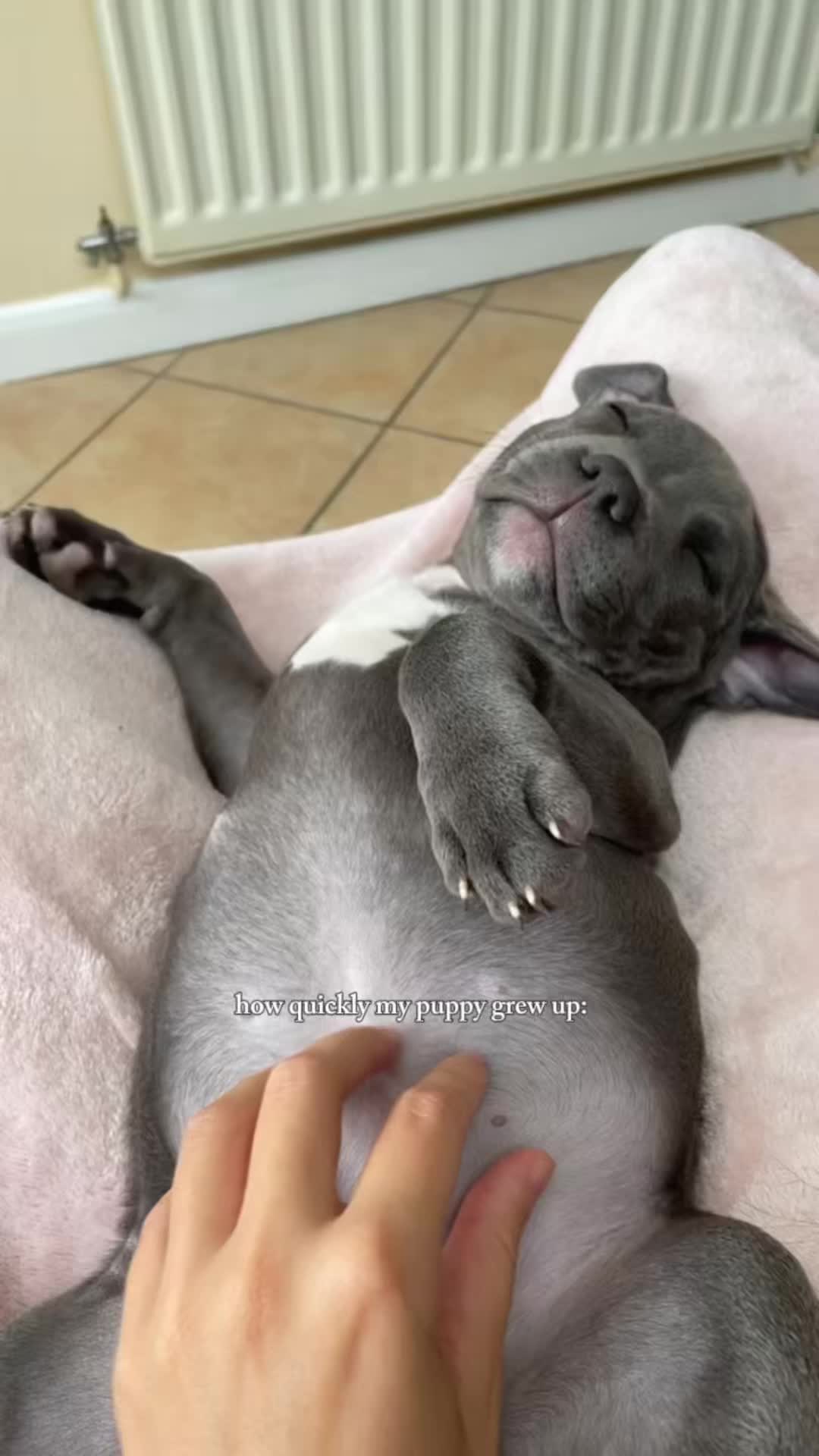 @Myla.thebluestaffy🤍