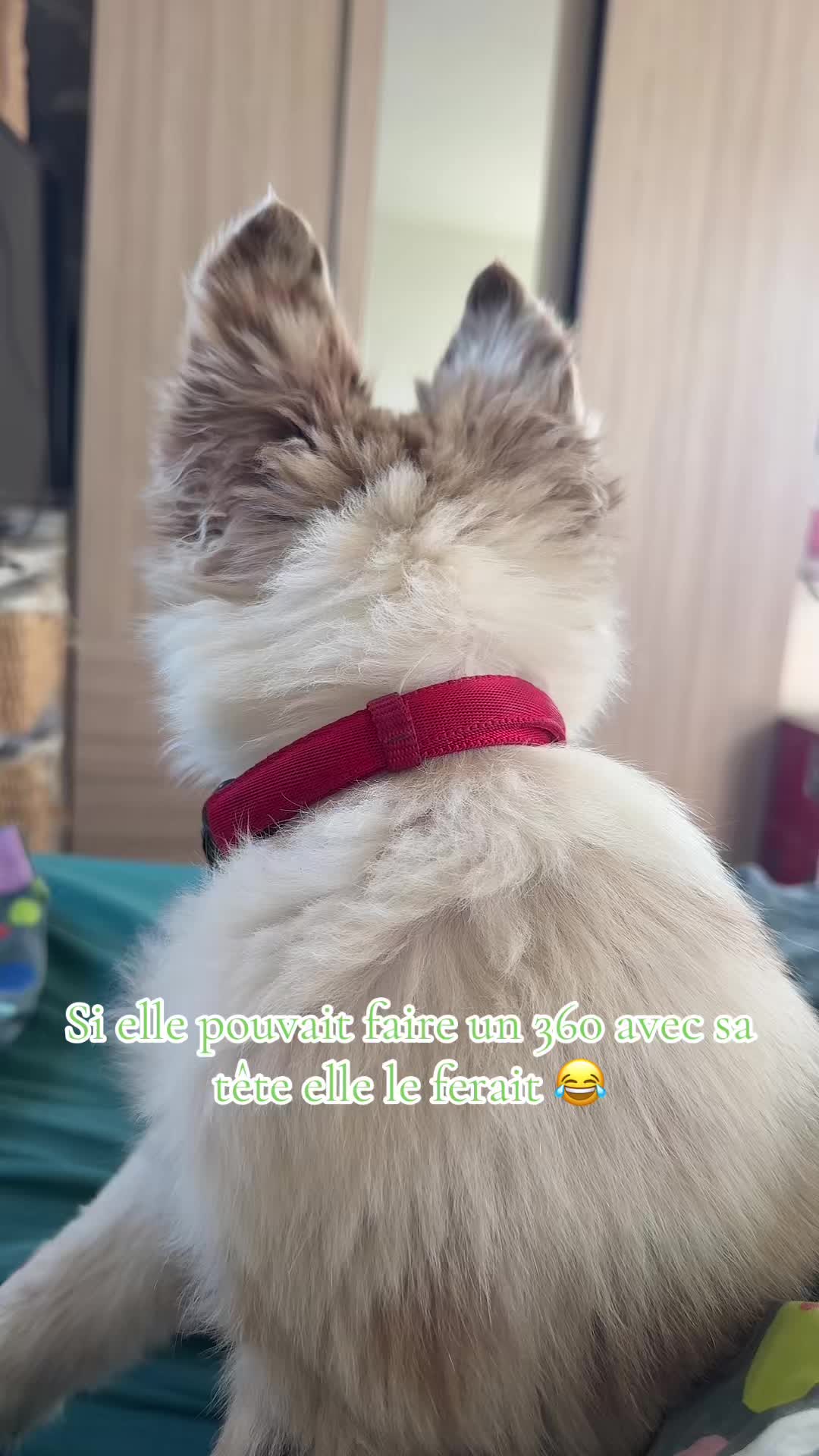 @Maëva 🐨
