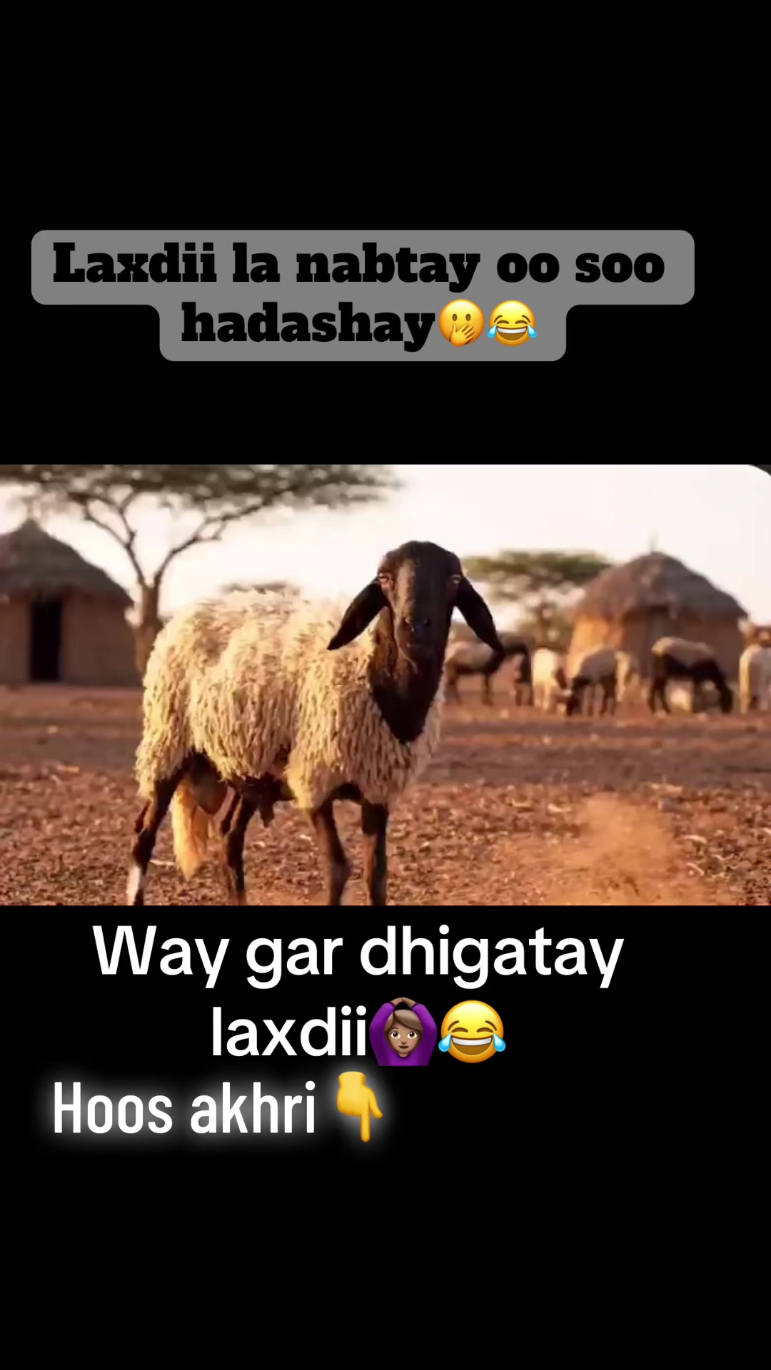 @Araweelo Afrika🇸🇴🇩🇯