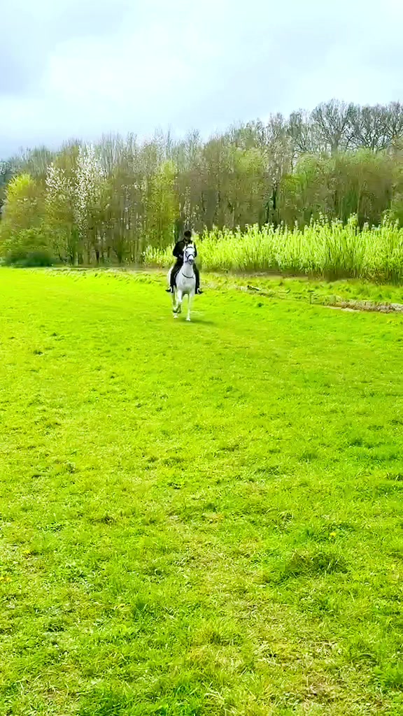 @Slough horses