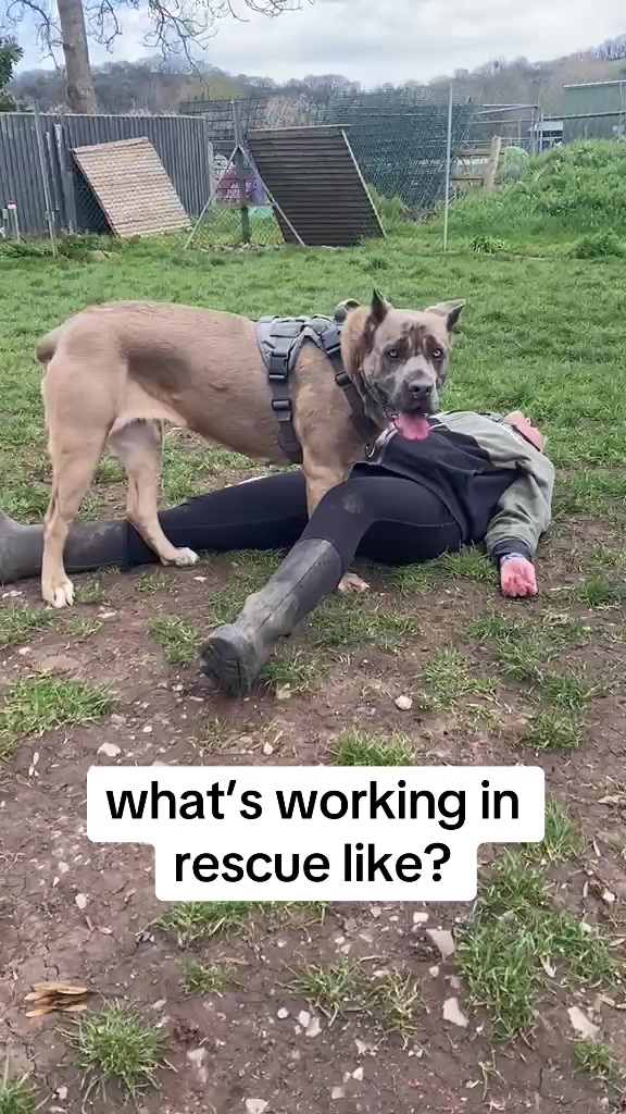 @St Giles Animal Welfare