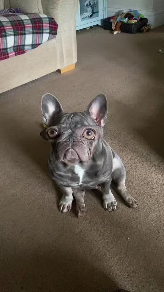 @Cheshire elite frenchies