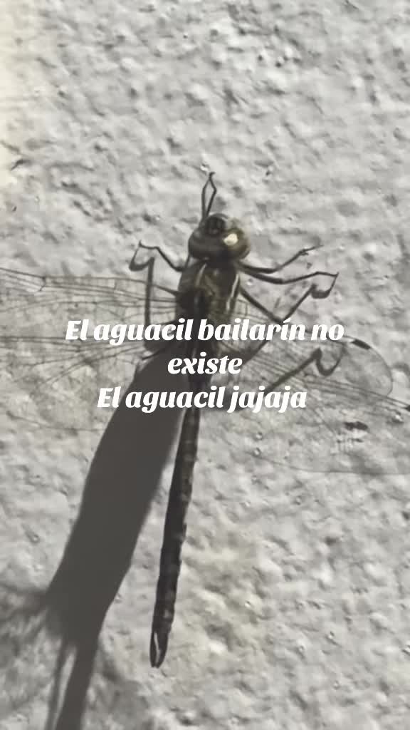 @#ElyLoka