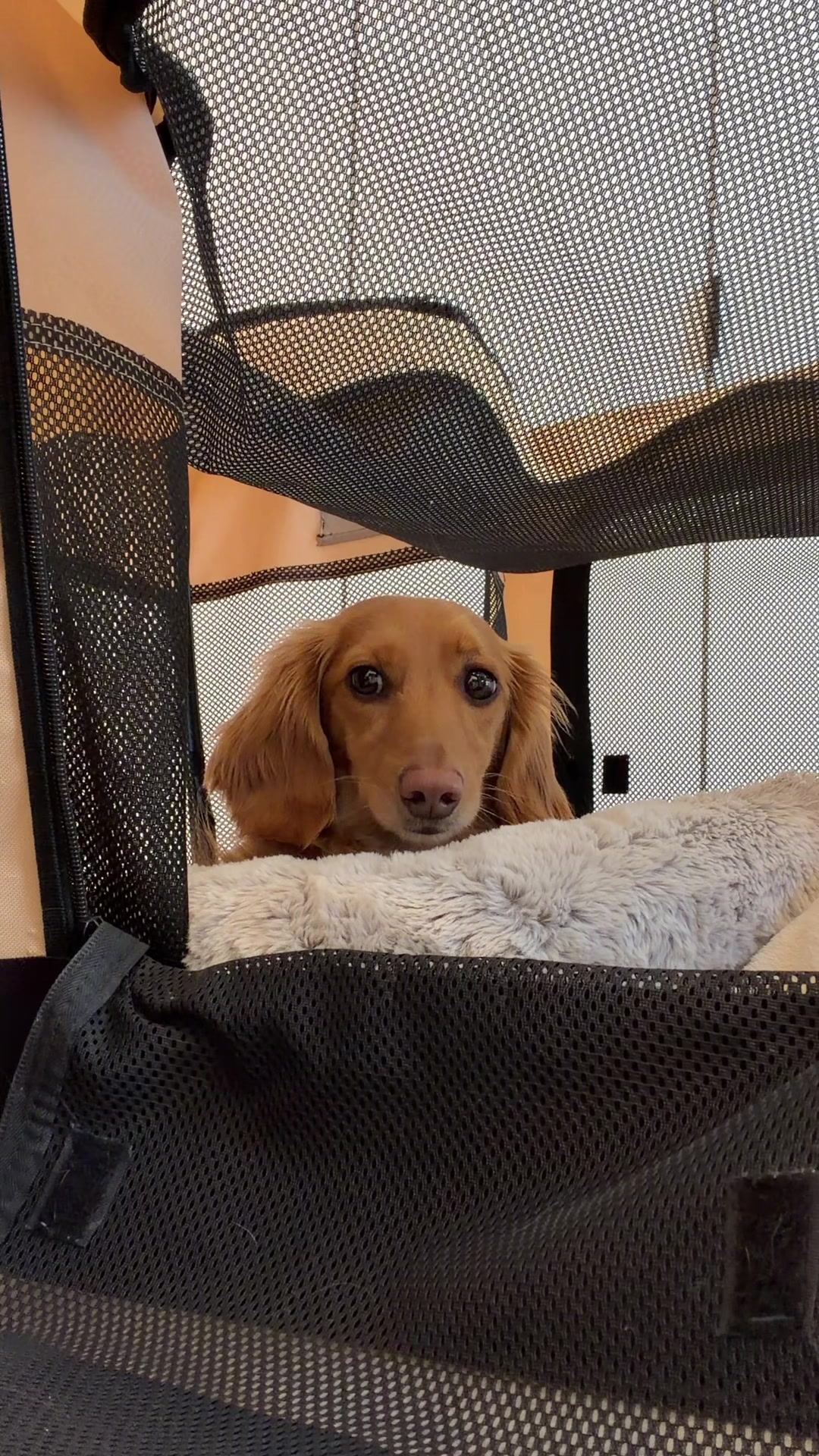 @cashewdachshund