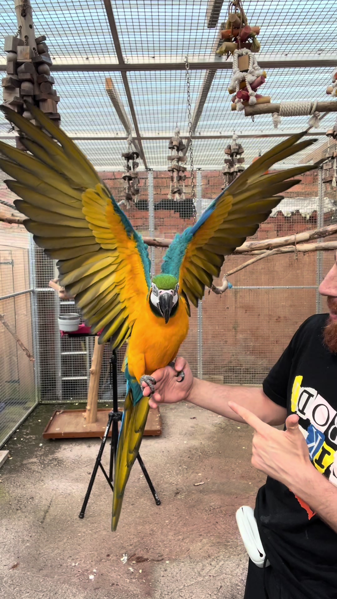 @Birdman🦅