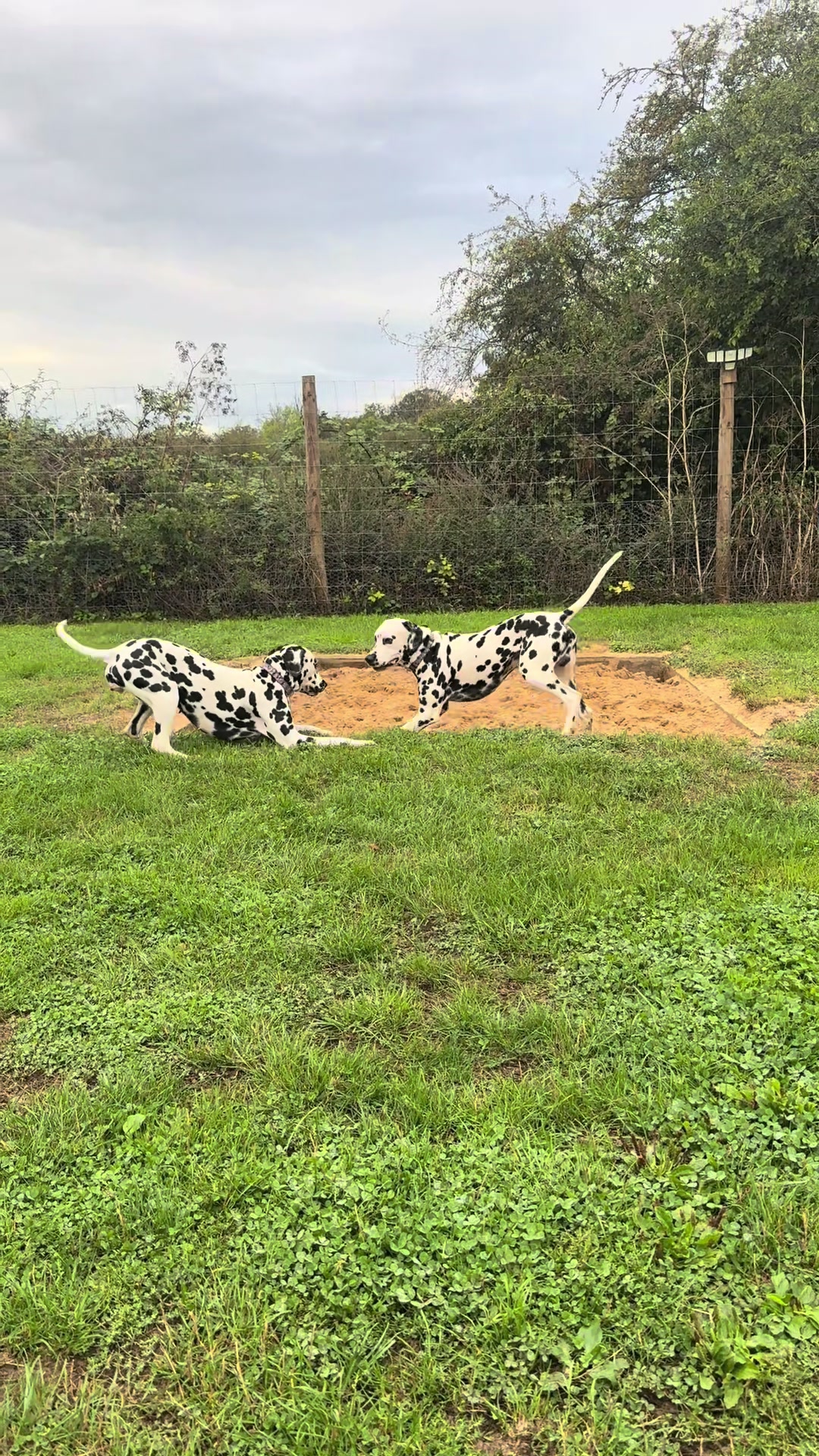 @Tommy & Babbles the Dalmatian