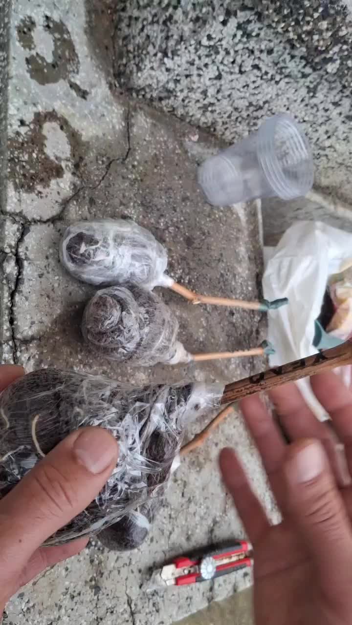 @Минчо Танков