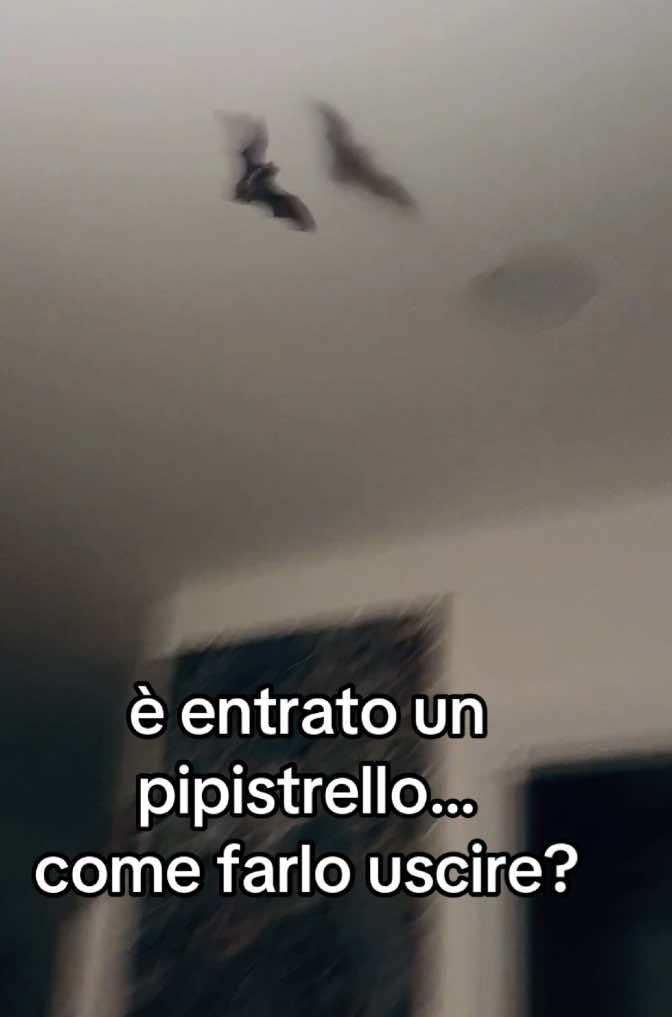 @ROBERTA GIALLO