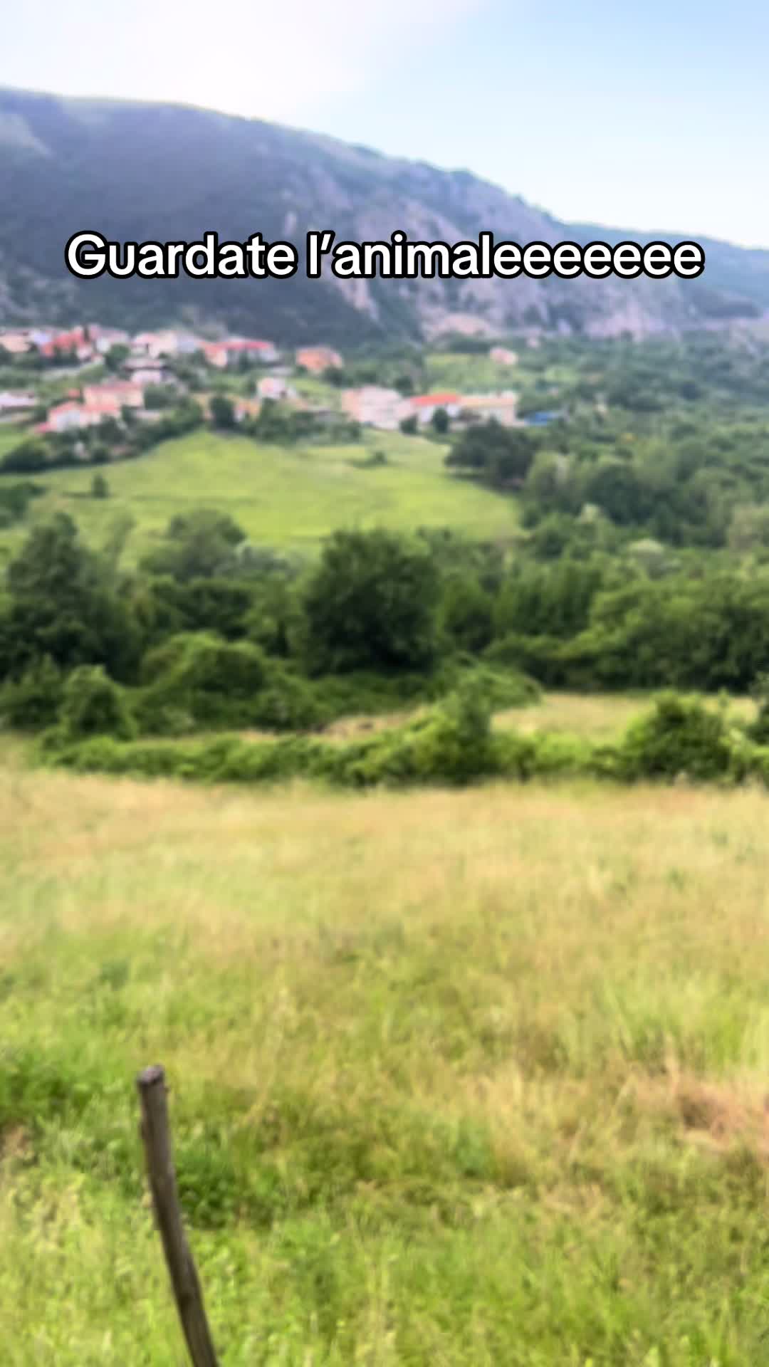 @Andrea D'Andrea