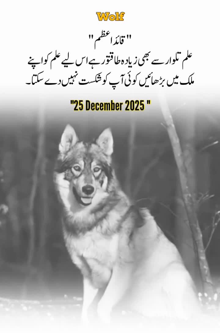 @Wolf 🐺