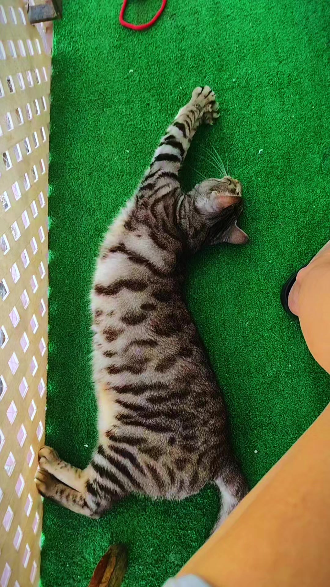 @Sra.Gato