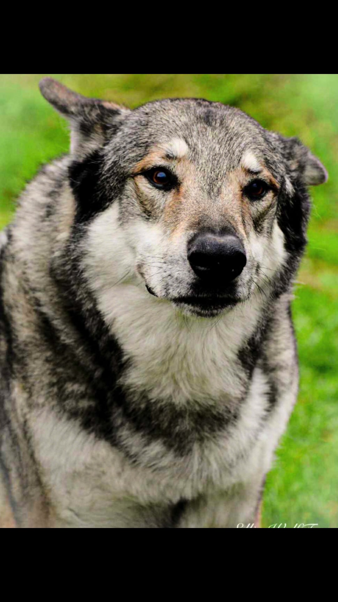 @Ellie&rsquo;s Wolf Travel 🐺