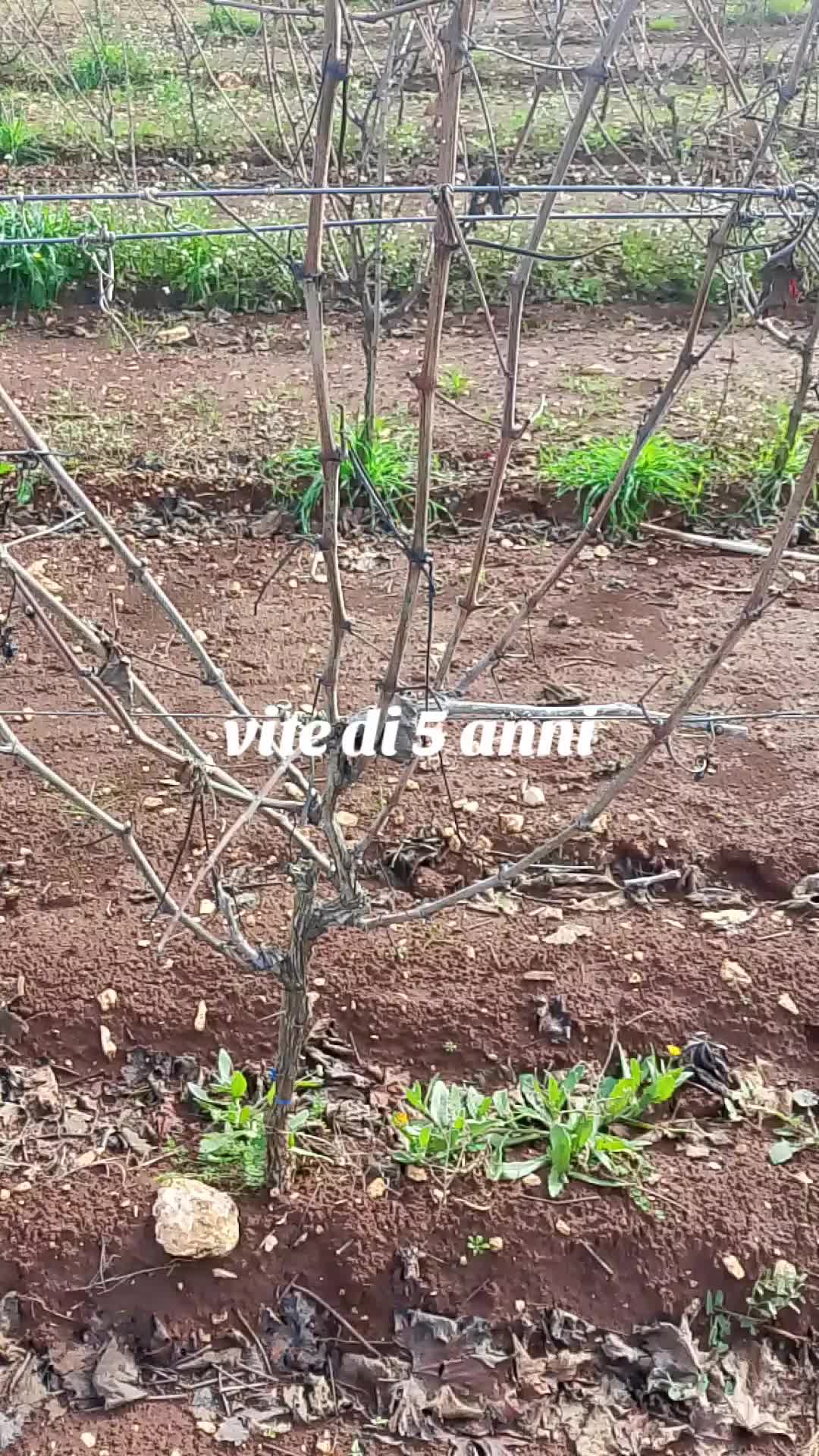 @Massimovita Pompigna