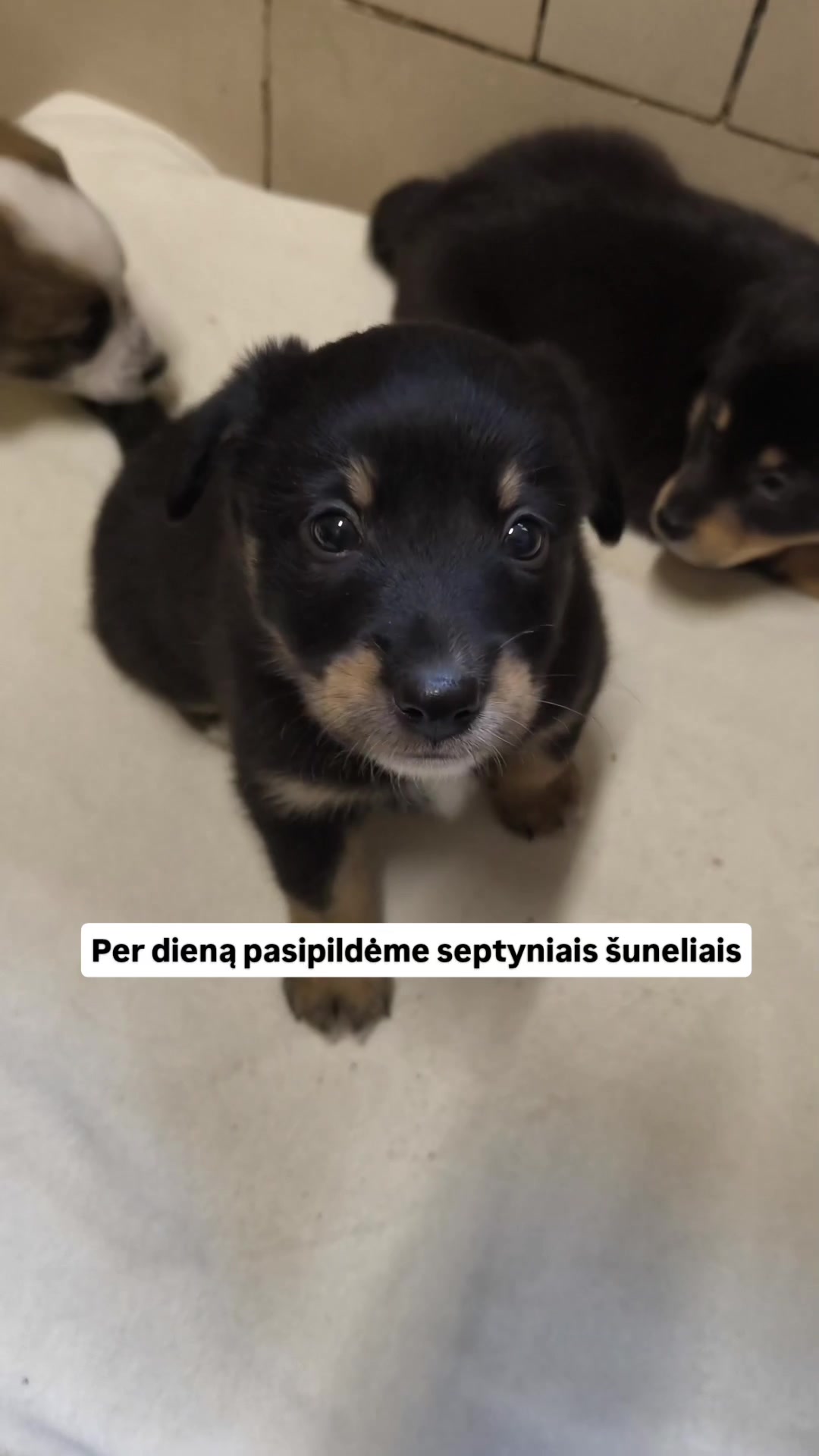 @Keturkojo Viltis