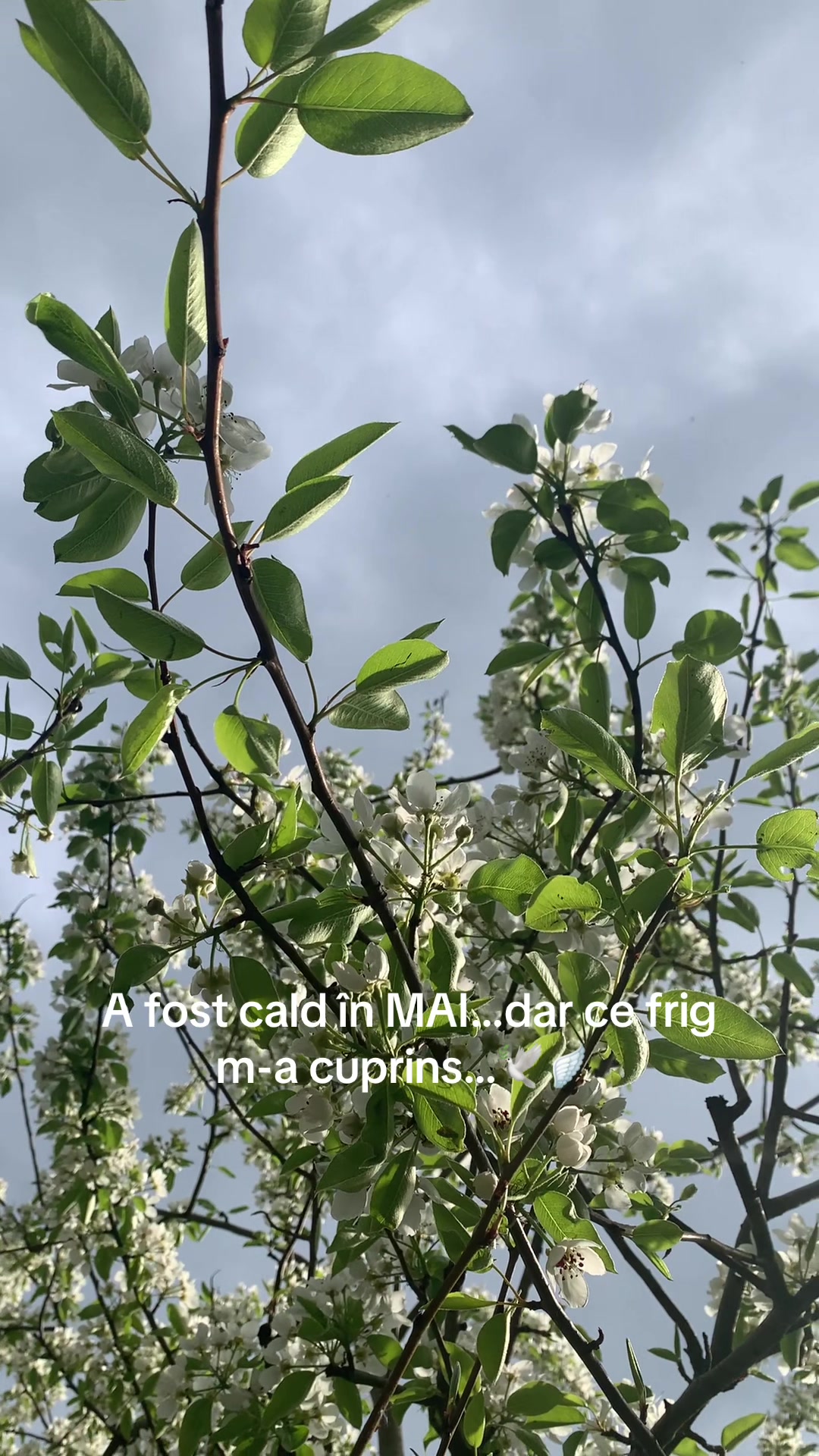 @Voichița Boboia 🍭