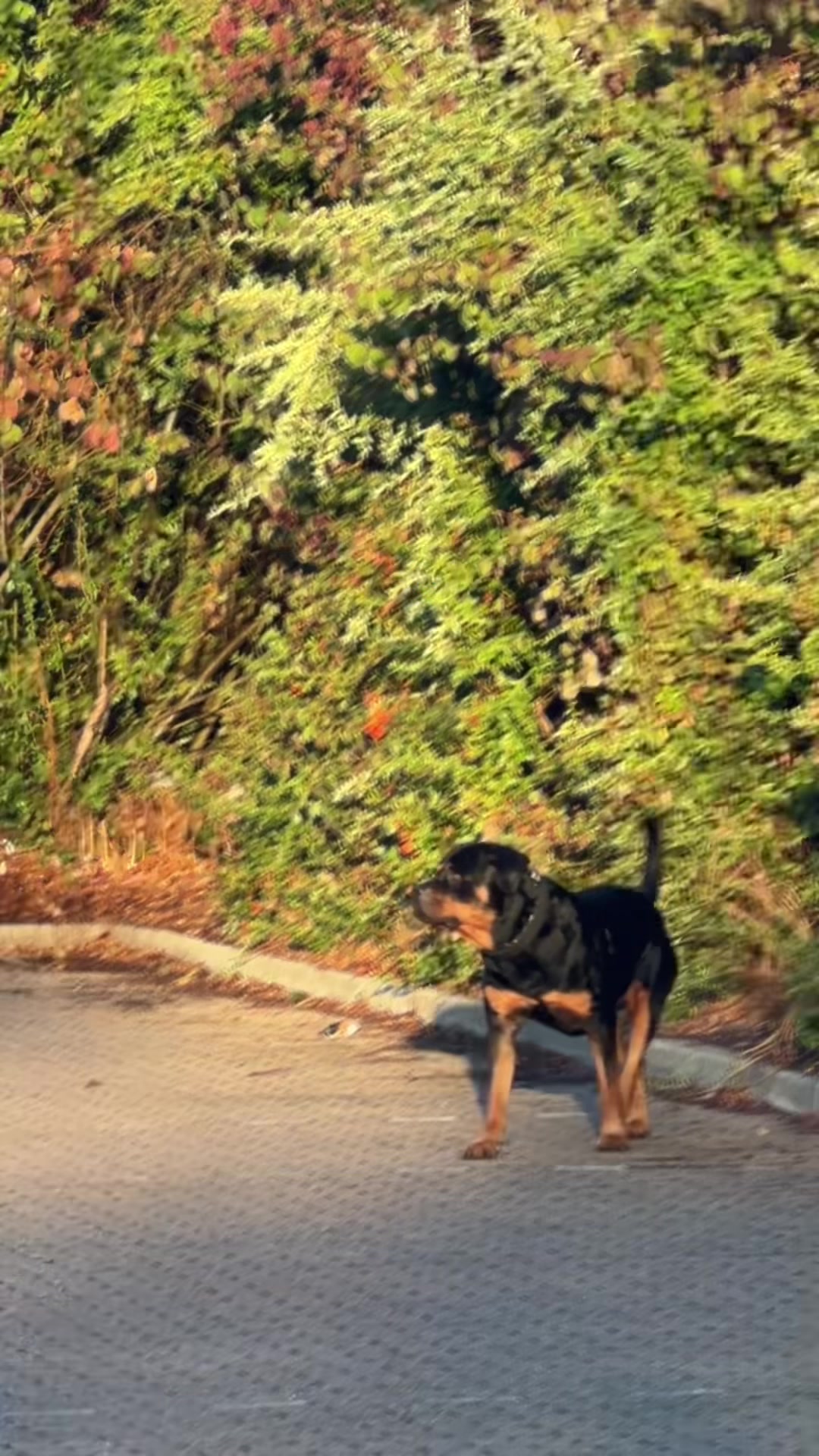 @Nyla Bo Rottweiler