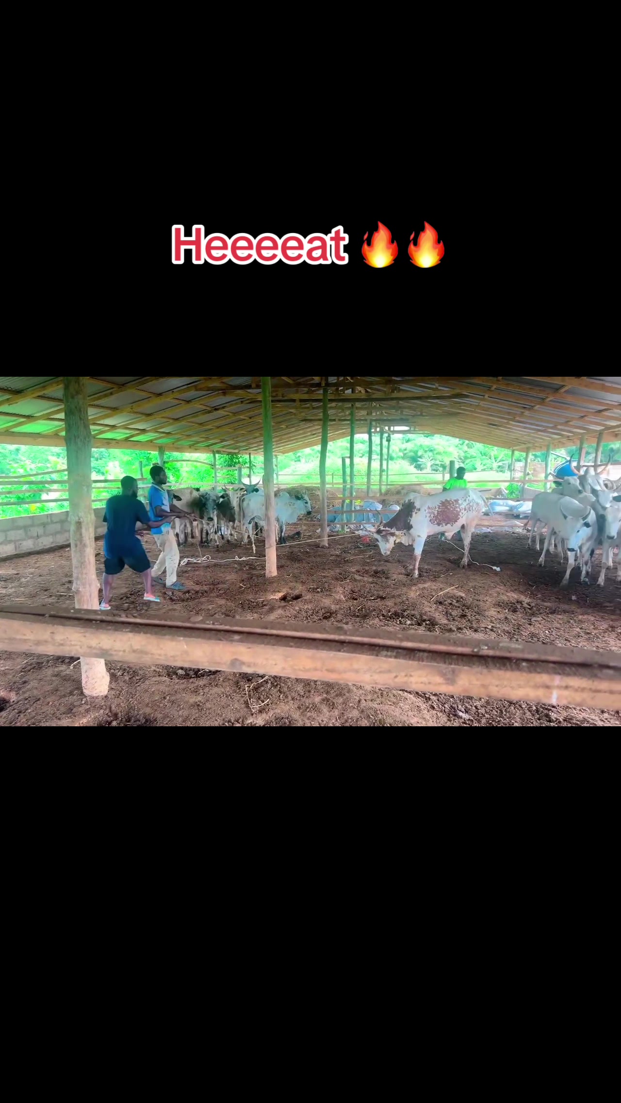 @STDFarms Ghana