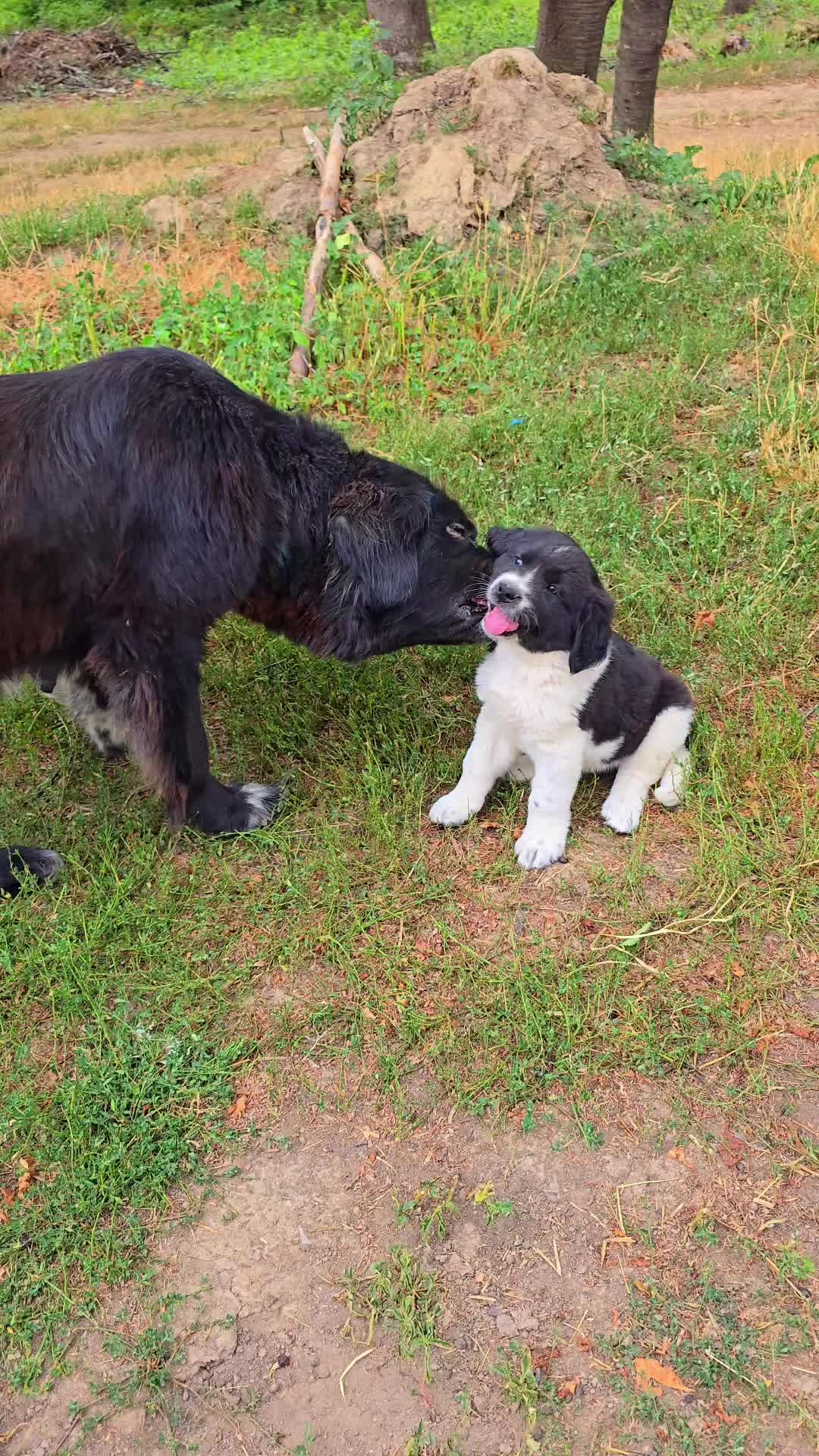 @Viața Satului Bihorean🌏
